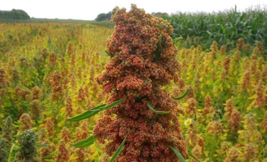 Le quinoa un nouvel eldorado algérien ?