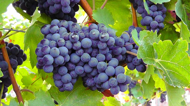 Raisins : L&rsquo;Egypte concurrence l&rsquo;Espagne et l&rsquo;Italie