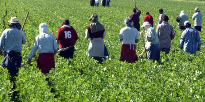 Saisonniers agricoles