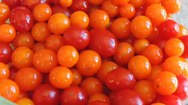 Tomates cerises : l’Algérie ambitionne le marché européen