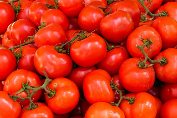 El-Oued : 3 600 hectares réservés à la culture de la tomate de plein champ pour la saison 2024/2025