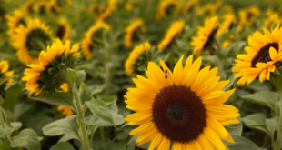 tournesol