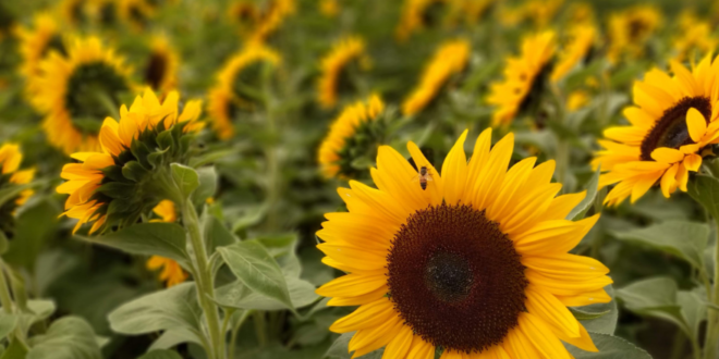 tournesol