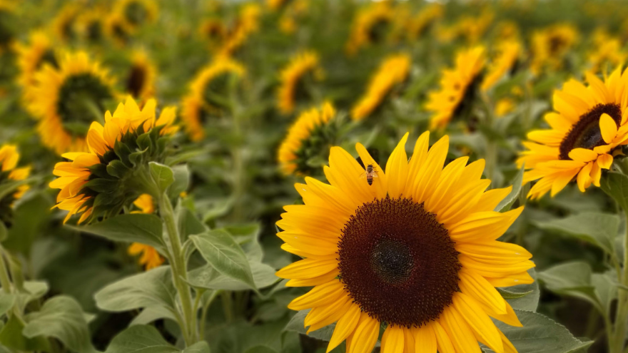 El-Meniaa : Résultats encourageants dans la culture du tournesol