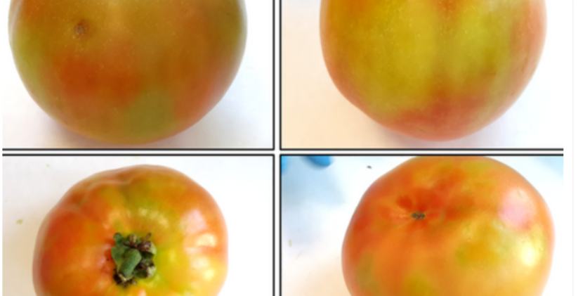 ToFBV : Un nouveau virus de la tomate signalé en Grèce inquiète